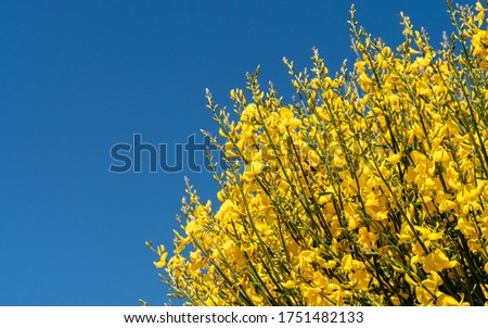 Yellow flowers Genista plant against the blue sky. A large bush with yellow flowers. High quality photo