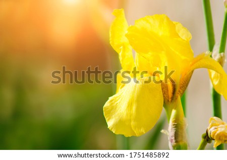 Yellow iris flower, close-up, sun exposure.