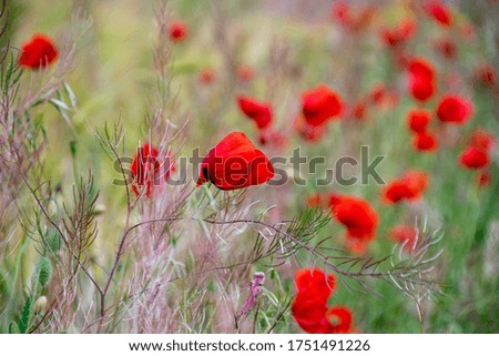 Red poppies in a green meadow. Image with selected focus