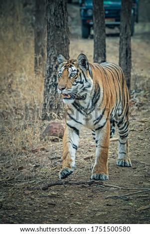 Royal Bengal Tiger, Panthera tigris walking with radio collar, Panna Tiger Reserve, Madhya Pradesh, India. Royalty-Free Stock Photo #1751500580