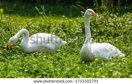Whooper swans (Cycnus cycnus; family: Anatidae). 