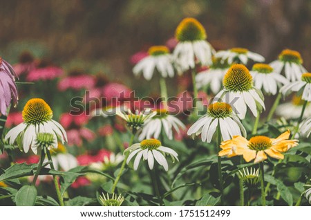 white, yellow, red and green colors of herbal echinacea flowers