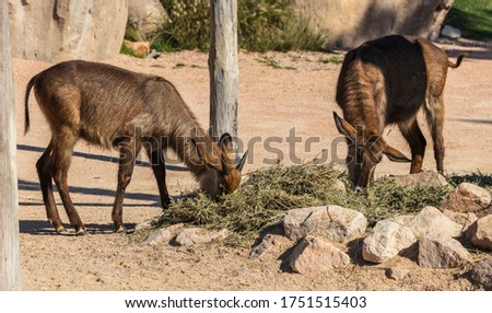 Alpine chamois (Rupicapra rupicapra, fam. Bovidae). The chamois is a goat-antelope species native to mountains in Europe.