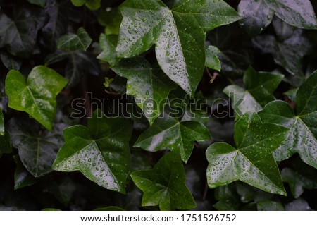 Close up of ivy leaves with waterdrops on them