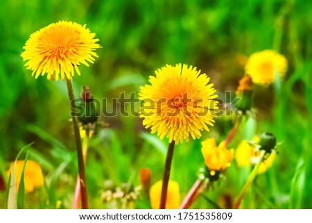  Yellow dandelion on a green background. A few dandelions blooming in the field