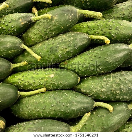 Macro photo food vegetable cucumber. Stock photo green fresh vegetable cucumber