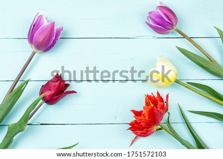Frame of multicolored tulips on a mint (blue) wooden background. The concept of the celebration. Space for text. Flower background. Mother's day, birthday, Valentine's day.