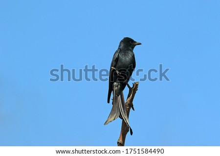 Dicrurus macrocercus Black drongo stand on the branch