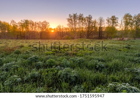 Sunrise or sunset in a spring field with green grass, lupine sprouts, birch trees, fog above the pond on a background and clear bright sky.