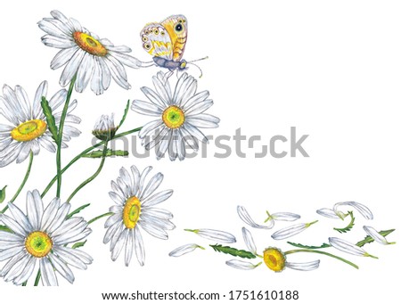 Beautiful backdrop of realistic white garden chamomile and butterfly. Colorful summer bloom flowers on stems with buds, petals, leaves. Watercolor hand painted isolated elements on white background.