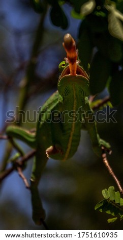 a bottom view of a chameleon hunting a cricket