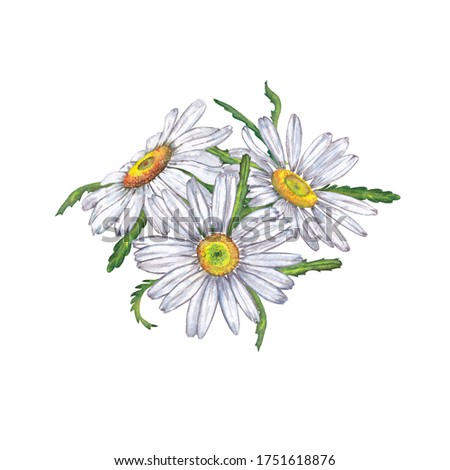 Beautiful sticker design, card or invitation of realistic chamomile bouquet. Colorful summer bloom flowers with leaves. Watercolor hand painted isolated elements on white background.