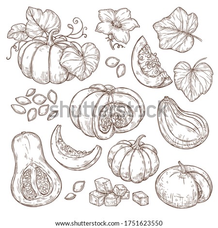 Sketch set of pumpkins with slices, leaves, flowers and seeds. Vector illustration on a white background. Isolated objects. Thanksgiving, harvest, autumn, farm, fair. For banners, advertisements.