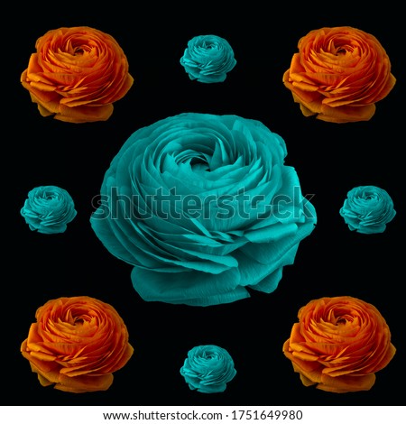 Pop art colored collage of orange and turquoise blue  buttercup blossoms of different sizes