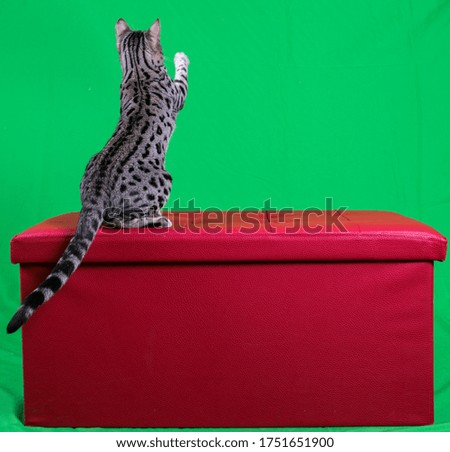 cat show on background green screen 