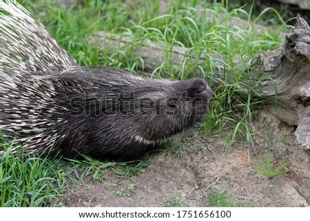funny porcupine pulls its face up