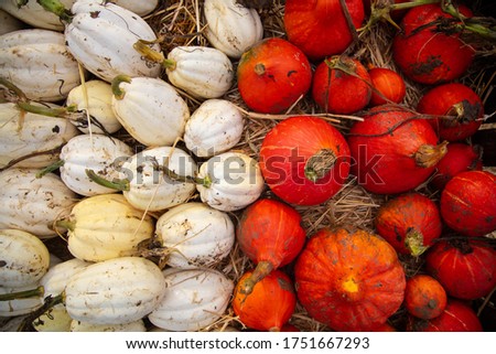 mixed pumpkins and squash on a farm