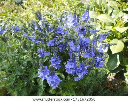 Veronica austriaca subsp. teucrium blooms with purple flowers in a flower bed. Veronica austriaca, the broadleaf-, large-, Austrian-, or saw-leaved speedwell, is a species of flowering plant. Berlin