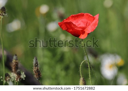 isolated blooming red poppy in spring