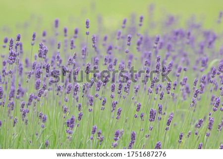 Picture of a lavender field as background or texture