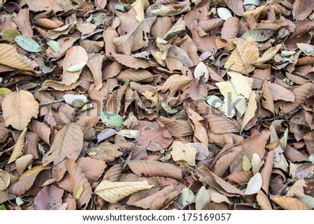 dry leaves autumn background