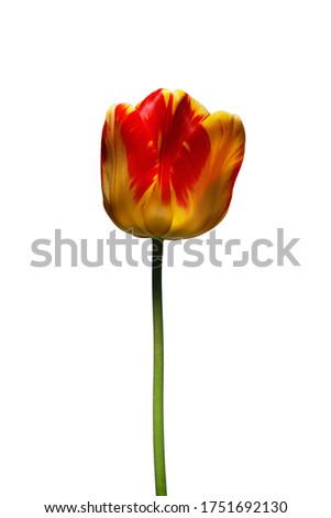 A single beautiful variegated yellow and red tulip isolated on a white background