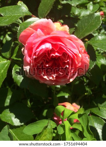 Gorgeous pink roses bush. Garden coral color flowers in sunny day. Closeup vertical view. Stock photography for wallpaper, backgrounds for social media, medicinal herbs packaging