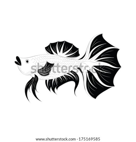 Betta fish or Siamese fighting fish isolated on white background