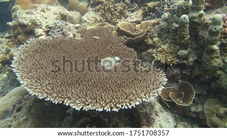 beautiful coral found at coral reef area at Tioman island, Malaysia