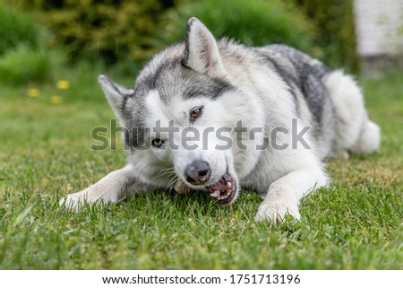 Husky dog nibbles a treat trachea lying on the green grass. Snacks for pets. Royalty-Free Stock Photo #1751713196