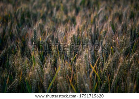 Outdoor summer evening crops wheat fields
