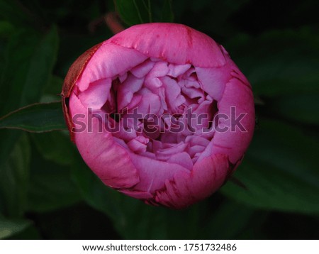 Close up shot of a bud pink peony  with a blue sky background.