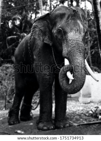 a black and white photograph of indian elephant
