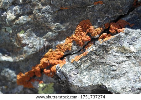 Photo of a stone and a moss on it. Gray stone. Orange moss.