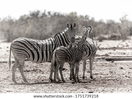 A family of a zebras in the african bush