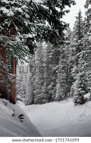 
Winter snowy forest photographs in colorado