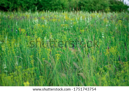 Spring blooming lawn near a forest belt