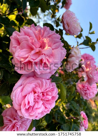 Bunch of lovely pink roses