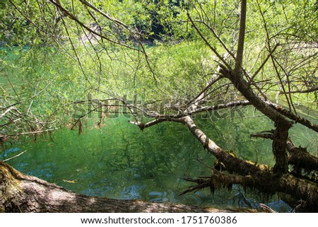 Tree branches above the lake