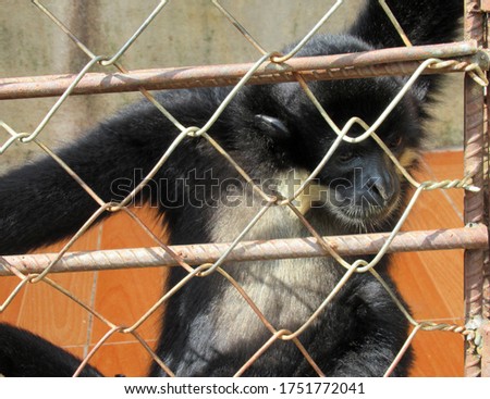 Sad little monkey in a zoo cage 