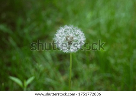 white fluffy dandelion in the center of the picture on the background of bright green grass in early summer.