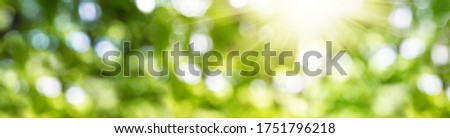 Blurred image of natural background with plants and bokeh light. Abstract green bokeh.