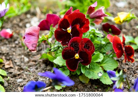 Magnificent beautiful velvet blooming red flowers of viola violets, planted in the ground the garden on a plot of land in the flowerbed. Garden decoration, landscaping, planting plants and seedlings 