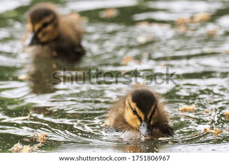 Ducklings and mother duck on a lake