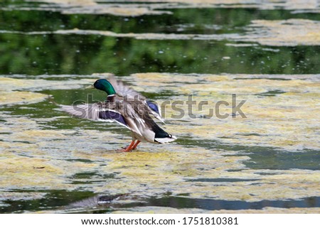 A mallard making a landing on the surface of a algae covered lake.   