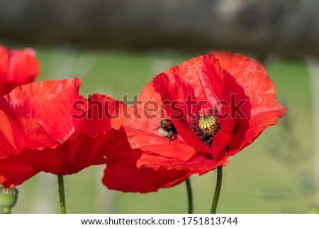 a bumblebee flies from one red poppy blossom to another