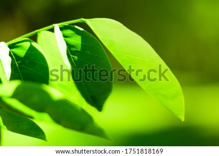 The close-up view of the green nature looks warm, with blurred backgrounds and free space for a single photo editor.
