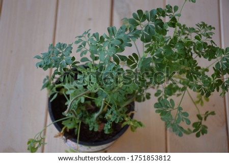 Fresh green organic fringed rue herb leaves in plant box with soil from gardening shop on wooden table, ready for planting in the garden/yard or container (plant pot) in urban balcony, close-up food Royalty-Free Stock Photo #1751853812
