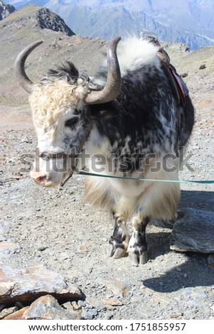 Mountain yak with long light spotted hair and big eyes on the background of rocky mountains