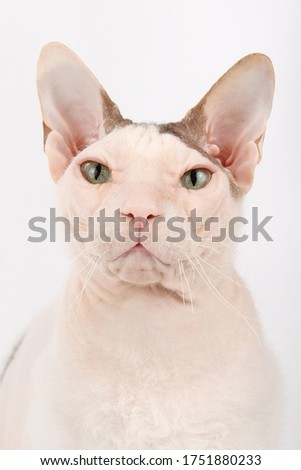 Studio photography of the don sphynx cat on colored backgrounds